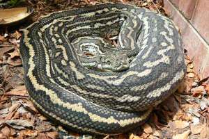 Carpet-python-(6)