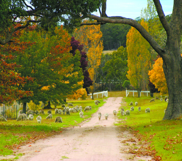 2006 front drive with sheep. Photo taken by Michael Taylor, local Kentucky Artist