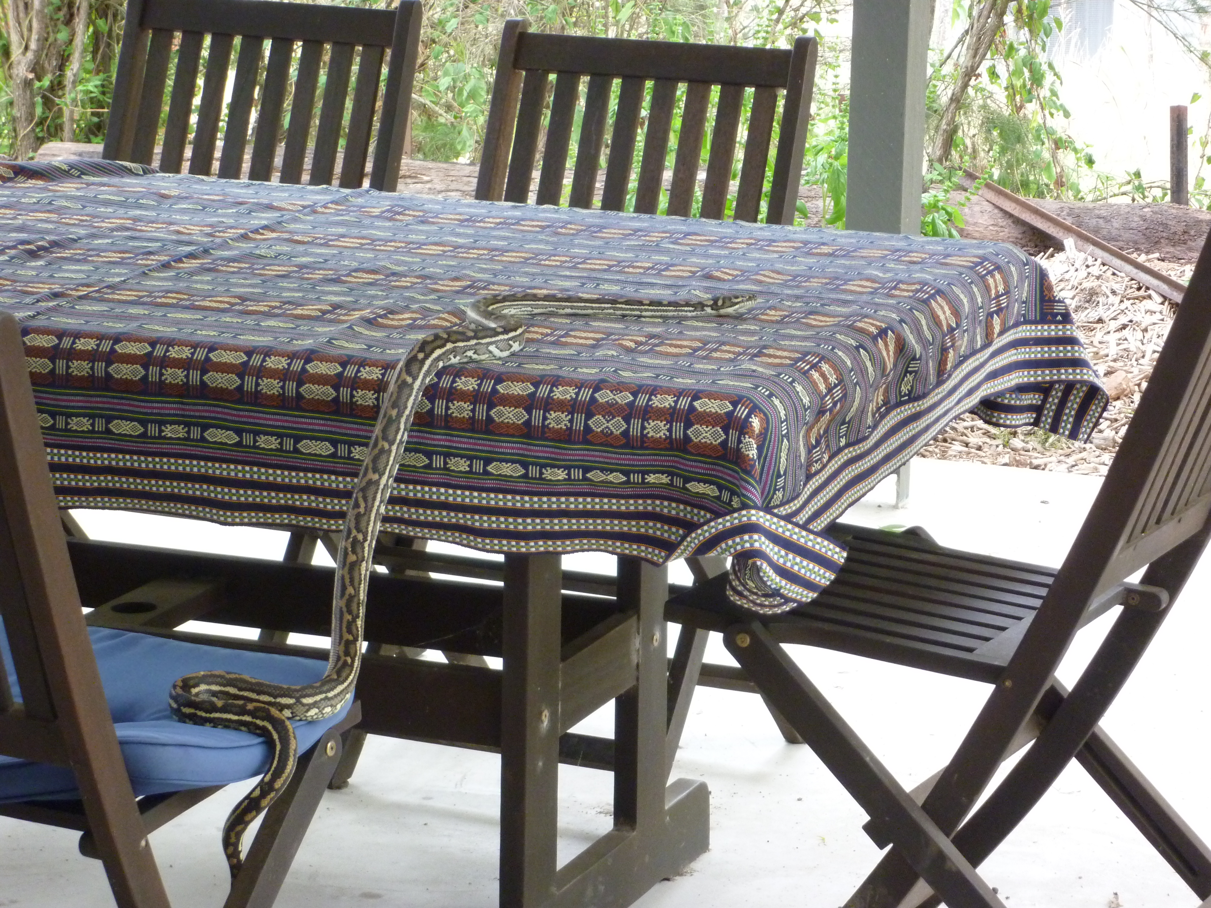 We have seen loads of wildlife around lately. This beautiful carpet python made its way along the front of the house and onto the break table outside our kitchen while all of us were chatting and working one day.