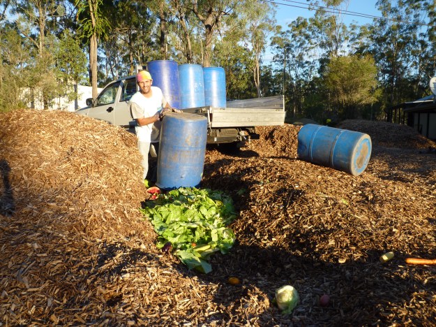 These scraps are spoiled goods donated to us from a local fruit and vege store.