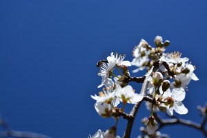 Photo by Eloisa Lytton-Hitchins