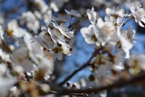 Photo by Eloisa Lytton-Hitchins