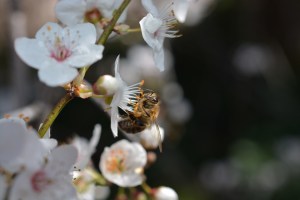 Photo by Eloisa Lytton-Hitchins